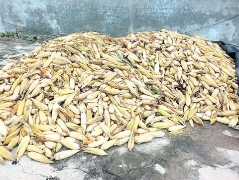 ముంచుతున్న ముసురు