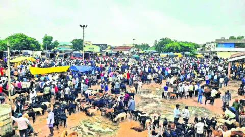 కిక్కిరిసిన నవీపేట మేకల సంత