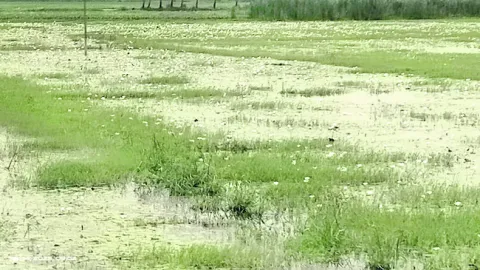 కమ్యూ
