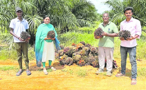 ఆయిల్‌పామ్‌ హబ్‌గా సిద్దిపేట 
