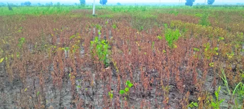 మురుగ