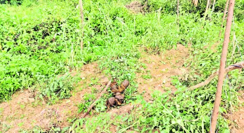ఆగని ఏనుగుల దాడులు
