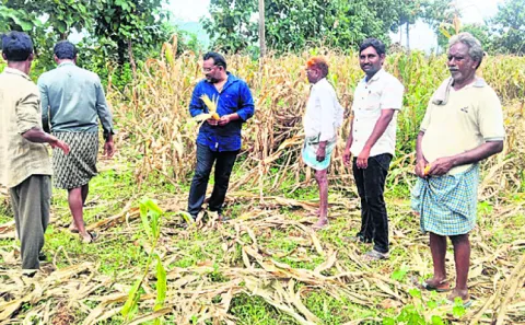 ధ్వంసం చేసిన పంట పరిశీలన