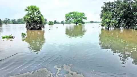 దారుల