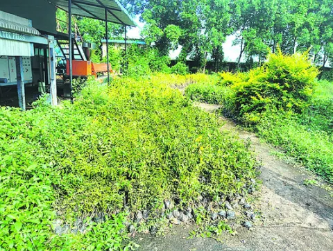 మొక్కలు తెప్పించారు..   పంపిణీ మరిచారు