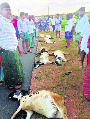 గొర్ర