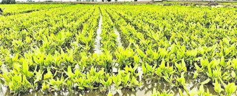 మళ్లీ ముంచిన గోదావరి