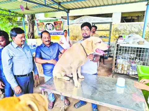 పెంపుడు కుక్కలకు రేబిస్‌ రాకుండా చూసుకోవాలి 