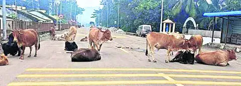 రహదారిపై పశువులు.. పెరుగుతున్న ప్రమాదాలు 