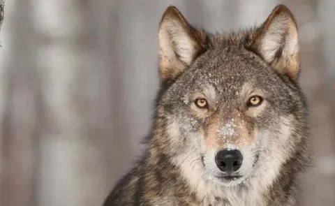 UP Amid Attacks On Villagers, Wolf Carcass Found In Bahraich
