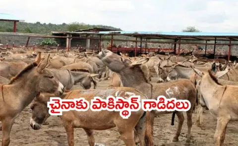 Pakistan unique business China to invest usd 37m in donkey breeding