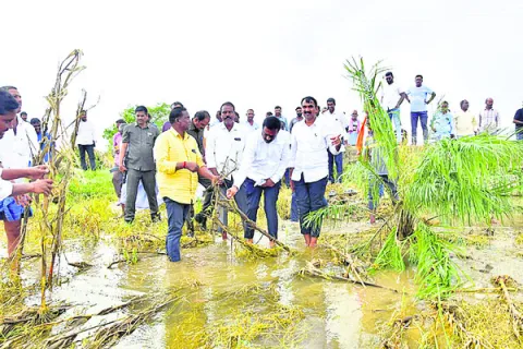 బురదలో దిగి..  పంటలను పరిశీలించి..
