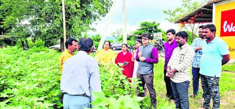 పంటలను పరిశీలించిన ట్రెయినీ కలెక్టర్‌