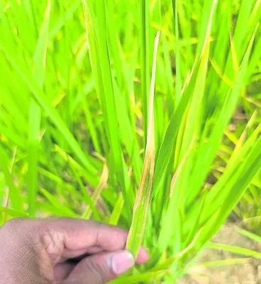 ఎండాకు తెగులు.. సస్యరక్షణే మేలు