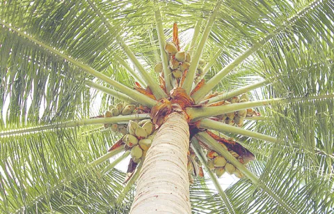 World Coconut Day on September 2nd 