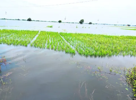 నిలకడ