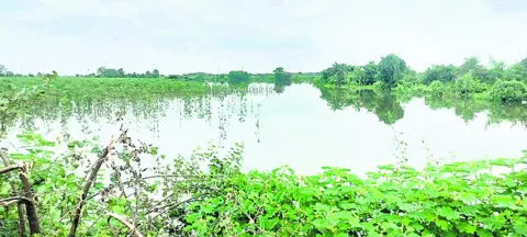 నీటమునిగిన పంటలు 