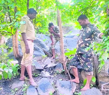 అమ్రాబాద్‌ శివారులో చిరుత సంచారం 