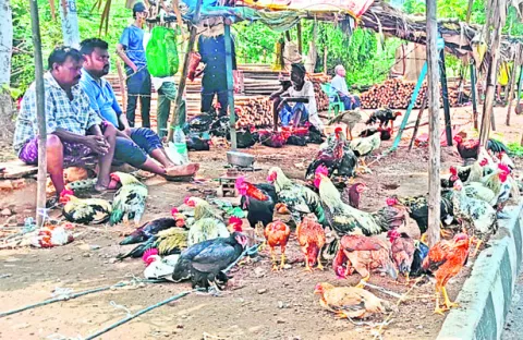 నాటు కోళ్లకు ఫుల్‌ గిరాకీ 