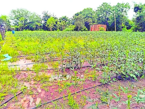 కూరగా