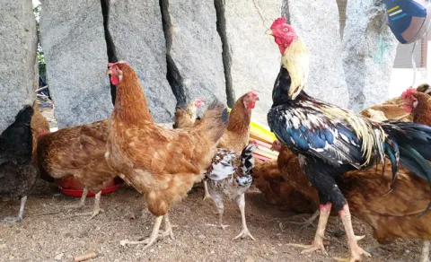 Natu Kodi Chicken Meat Price increasing To Dussehra festival