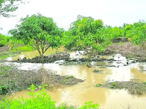 అధిక 