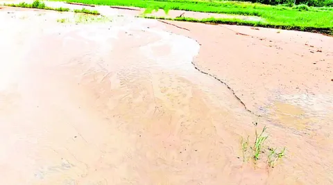 సర్వే