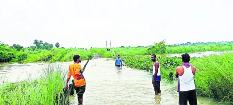 వానా.