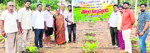 టిష్యూ కల్చర్‌ అరటికి సబ్సిడీ 