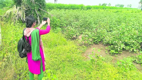 పక్కాగా పంటల లెక్క 