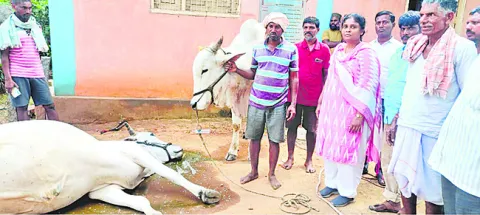 యూరియా కలిపిన నీళ్లు తాగి కాడెద్దు మృతి 
