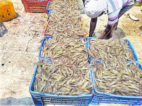 ఆక్వా