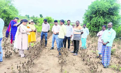 పంట ద