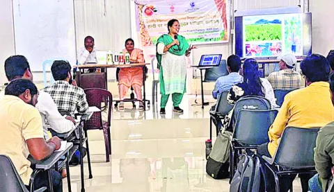 మేలైన యాజమాన్యంతో పసుపులో అధిక దిగుబడి
