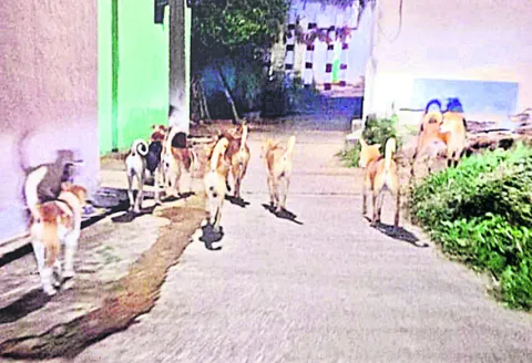 శునకా