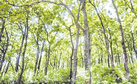 Telangana govt special focus on forest lands