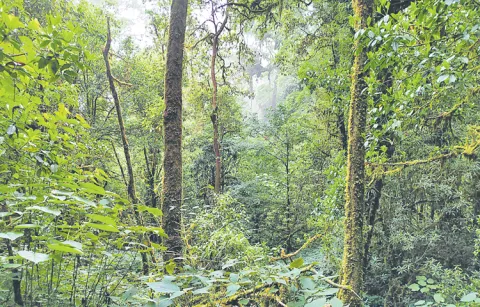 7 lakh acres of forest lands under encroachment