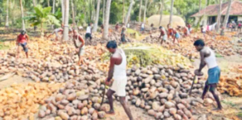 అధరకొడుతున్న కొబ్బరి