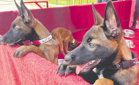belgian malinois dogs in hyderabad