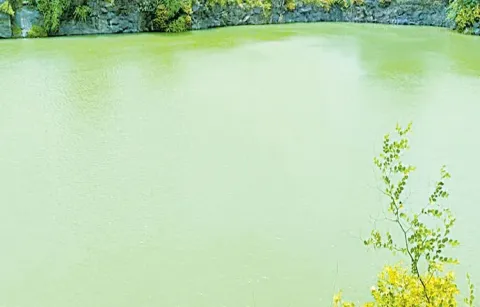 There is no information on bacteria in Turkapalem