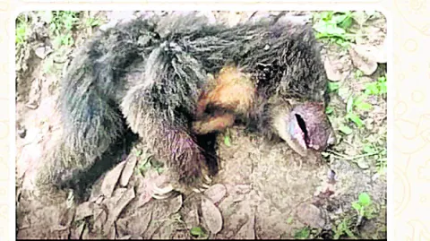 ఎలుగుబంటి దాడిలో నలుగురికి గాయాలు 