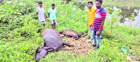 విద్యుత్‌ షాక్‌తో గేదెలు మృతి
