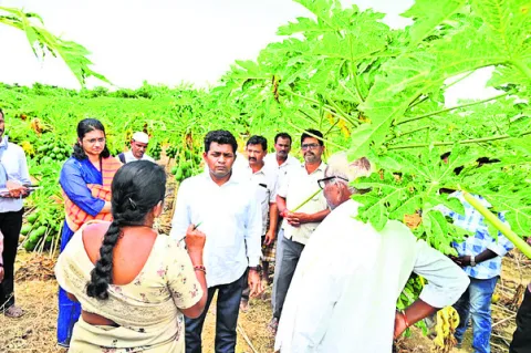 ● బొప్పాయి రైతులను ఆదుకుంటాం: కలెక్టర్‌ శ్రీధర్‌ 