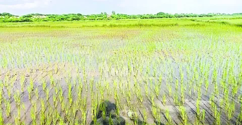 అదను 