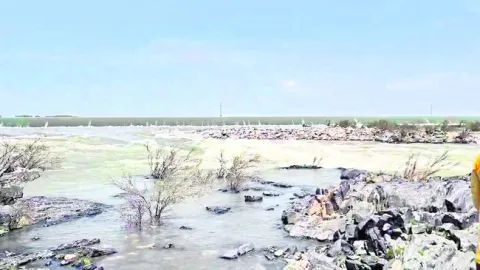 చేపల 