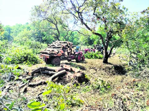 జీడిమ