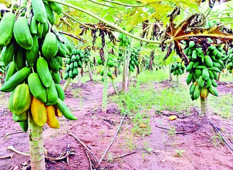 బొప్పాయి రైతులకు తిప్పలు 