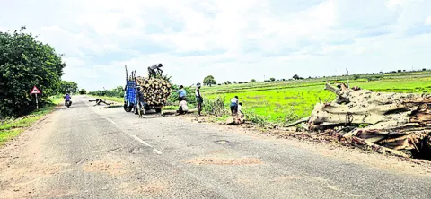 పచ్చద