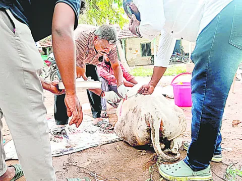 వీధి ఆవుకు అత్యవసర శస్త్రచికిత్స 