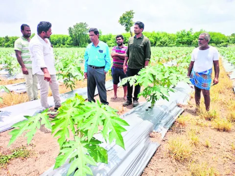 2,250 ఎకరాల్లో బొప్పాయి సాగు